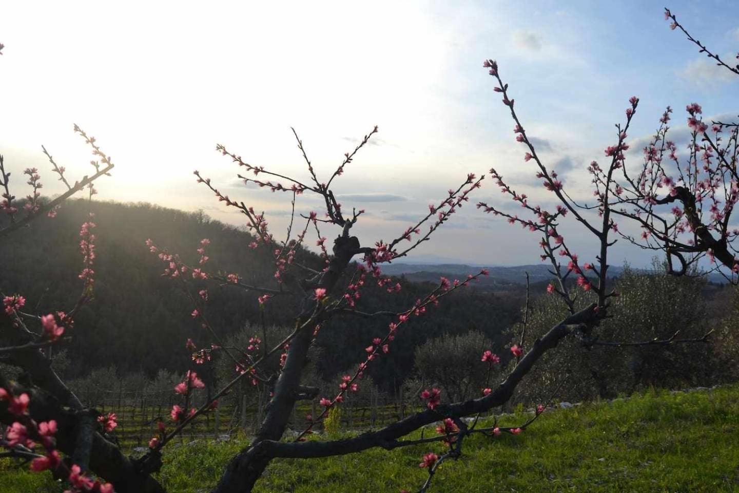Agriturismo San Silvestro San Donato in Poggio ภายนอก รูปภาพ